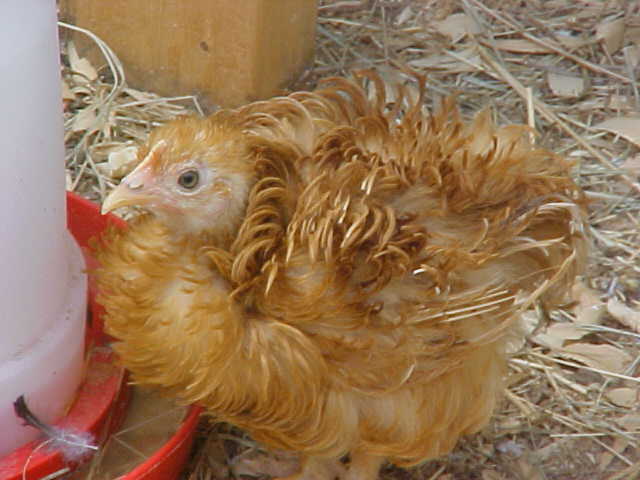 24794_flo.jpg