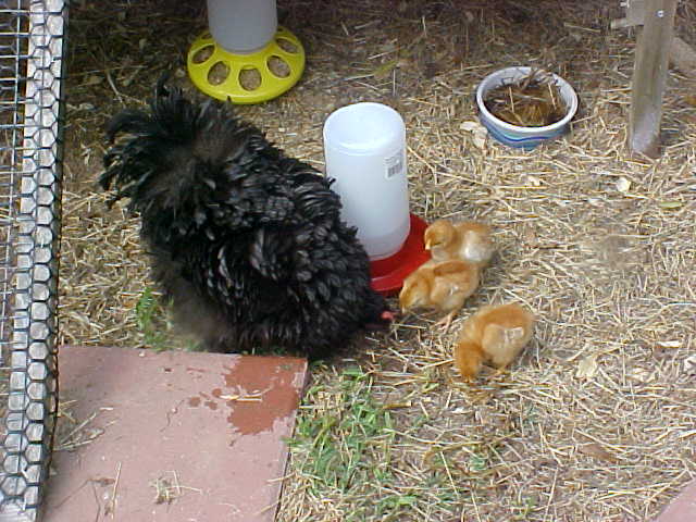 24794_mom_chicks2.jpg