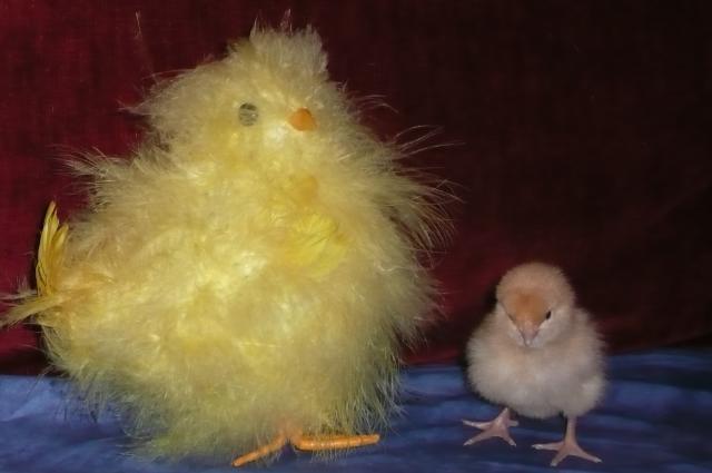 24796_thebrooder_009.jpg