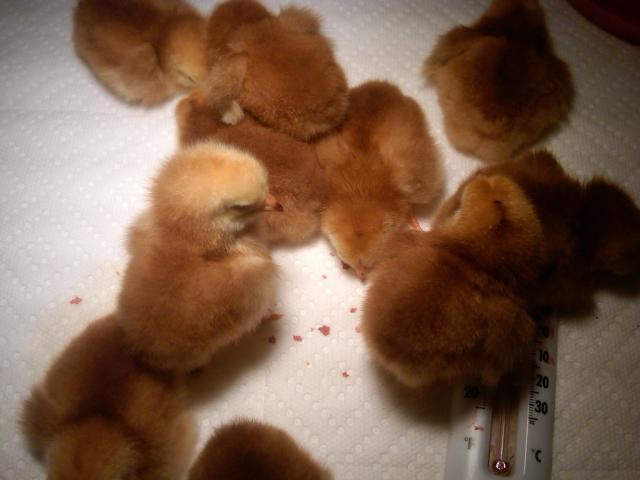 24844_first_hatch.jpg