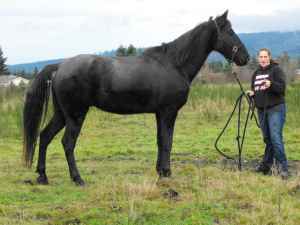 24846_black_twh.jpg