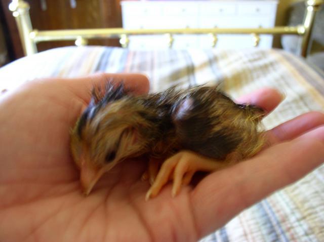 24846_bra_or_broody_aug_17_2010_009.jpg