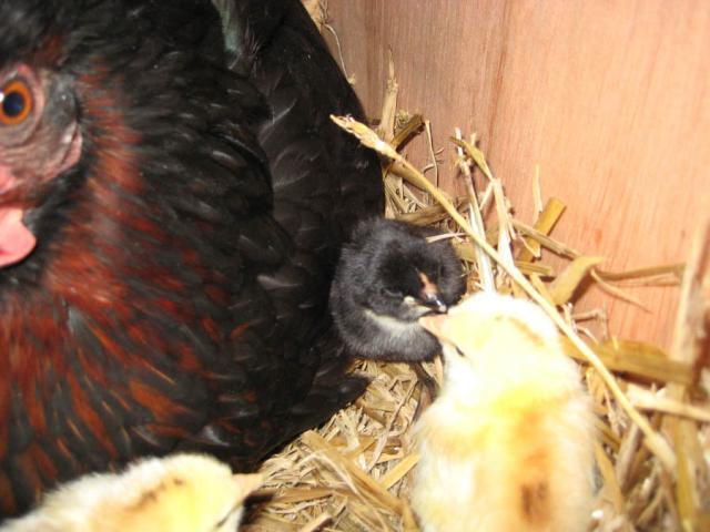 24848_blackchick.jpg