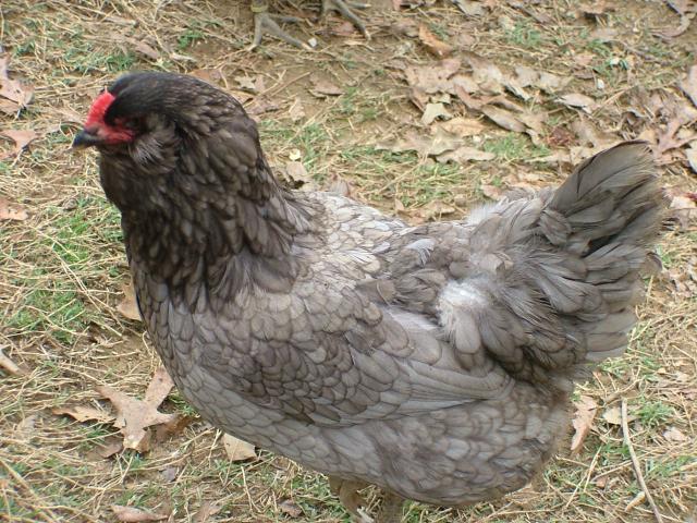 24879_blue_hen.jpg
