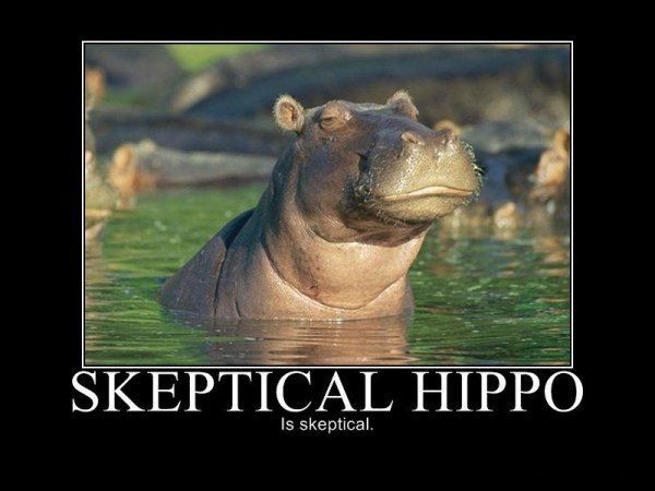 24884_skeptical_hippo.jpg