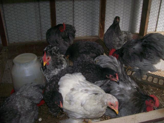 24896_bantam_cochins_008.jpg