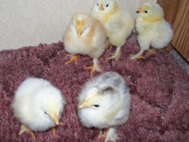 24896_chickens_091.jpg