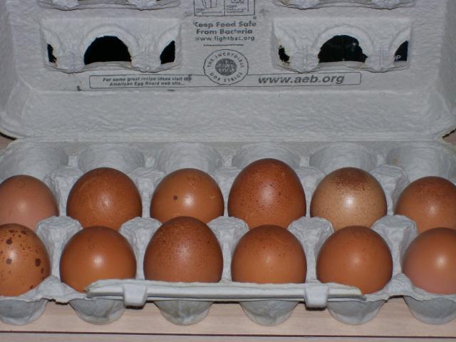 24896_marans_002.jpg