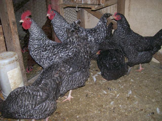 24896_marans_005.jpg