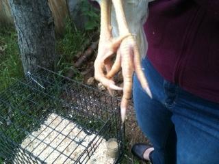 24941_chicken_feet.jpg