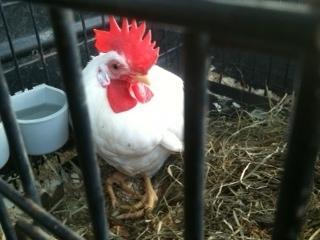24941_rooster_foot1.jpg