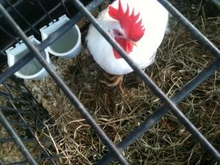 24941_rooster_foot2.jpg