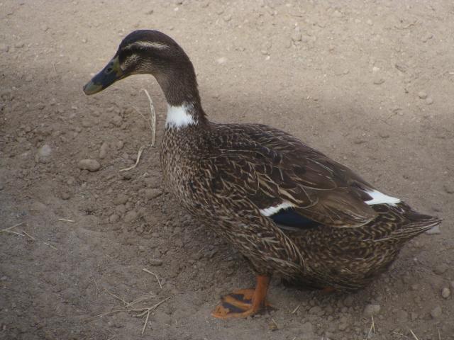 24946_dsc04925.jpg