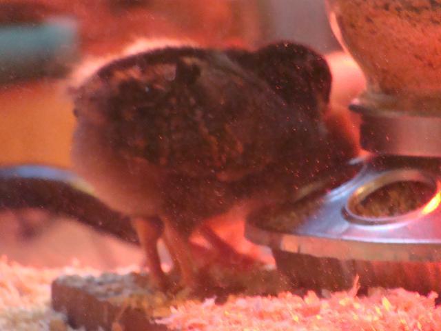 24946_dsc05229.jpg