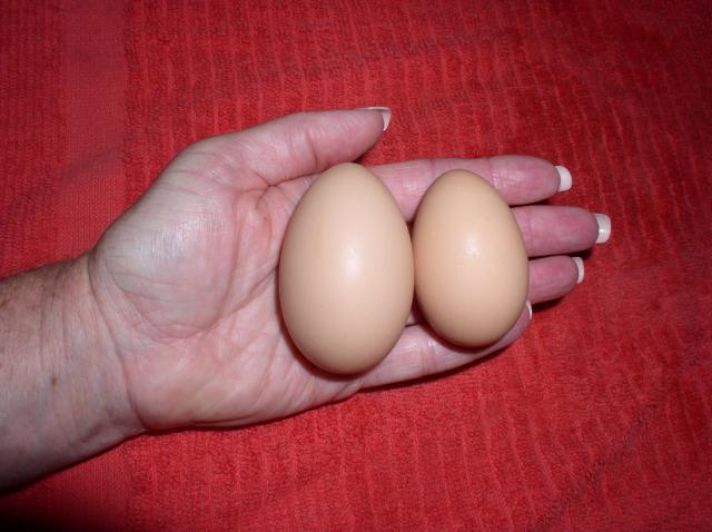 24964_1st_eggs_001.jpg
