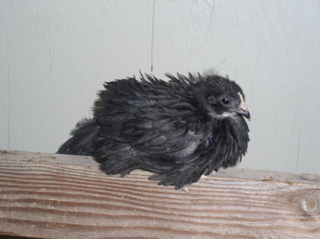 24964_chickens_055.jpg