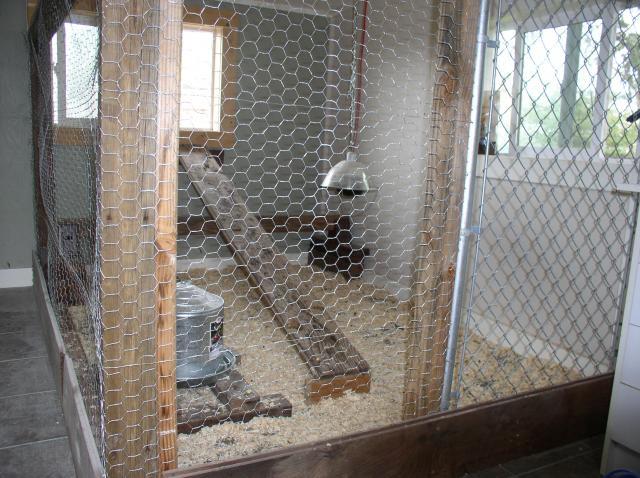 24964_chickens_074.jpg