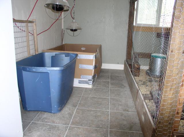 24964_chickens_075.jpg
