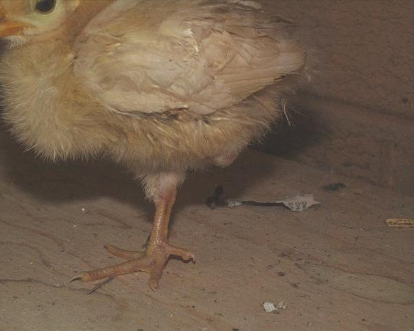 2499_oneleg.jpg