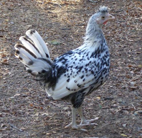 24_chick_2.jpg