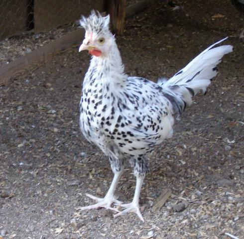 24_chick_3.jpg