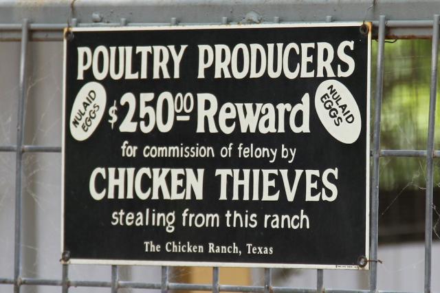 24_chickenstock2010__028.jpg