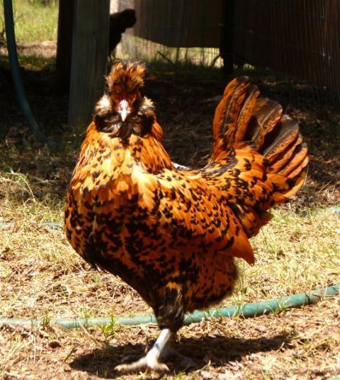 24_chickenstock5-2011.jpg
