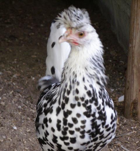 24_pullet_3.jpg