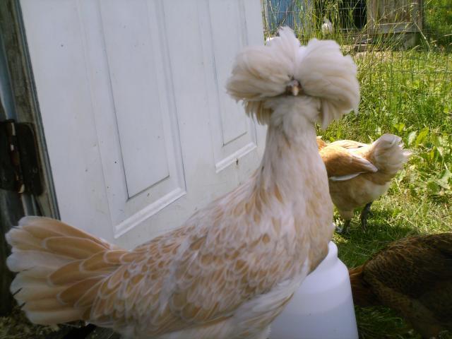 25008_hpim1461.jpg