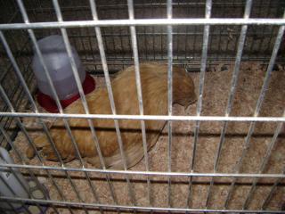 25025_chicken_neck_008.jpg