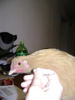 25025_chicken_neck_012.jpg