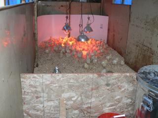 25038_outdoor_brooder_006.jpg
