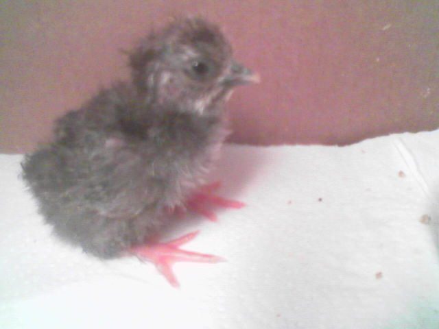 25089_2nd_to_hatch_side.jpg