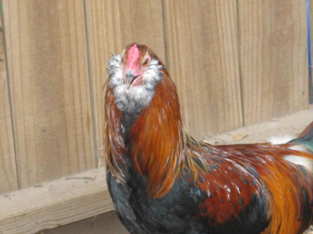 25108_easter_chick_033.jpg
