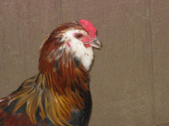 25108_easter_chick_035.jpg