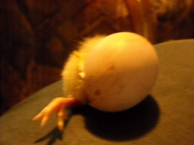 25139_egg_210.jpg