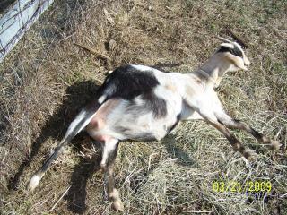 25153_babs_down.jpg