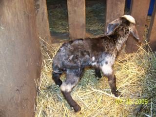 25153_baby2_girl.jpg