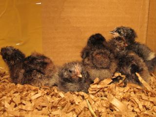 25153_black_java_chicks_005.jpg