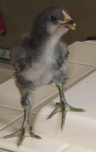 25163_gimpy_4-19-09.jpg