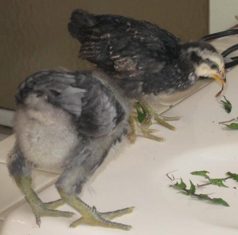 25163_gimpy_audry_4-19-09.jpg