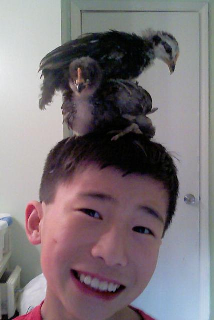 25163_yusheng_chicks_4-26-09.jpg