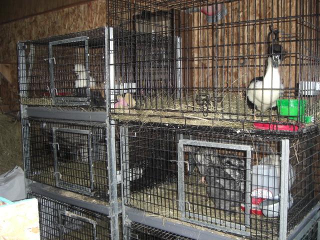 25181_cimg2079.jpg