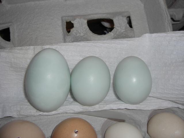 25181_cimg2633.jpg