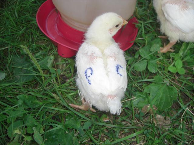 25181_cimg4518.jpg