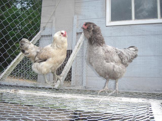25181_cimg4525.jpg