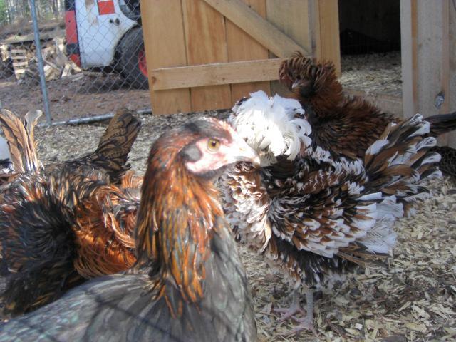 25181_cimg5690.jpg