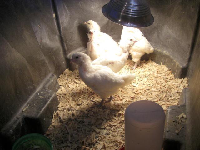 25181_cimg5702.jpg