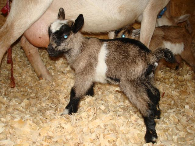 25185_doeling3.jpg