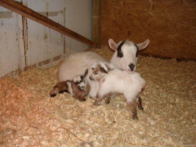 25185_nell_babies1s.jpg